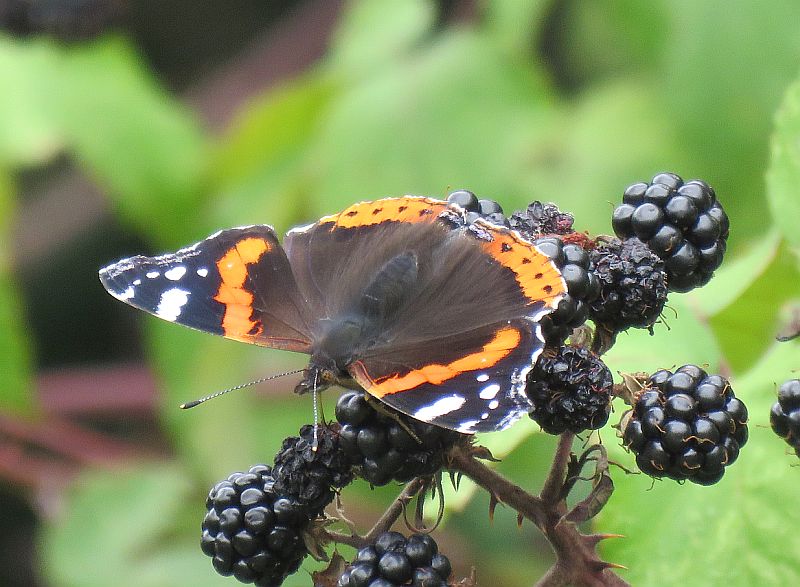  Red Admiral